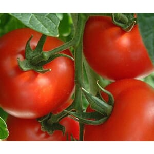 TOMATER STK