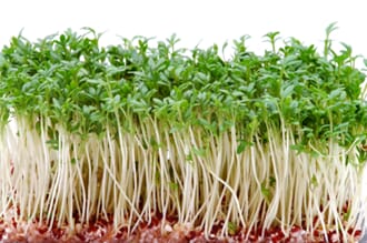 KARSE FERSK 100G